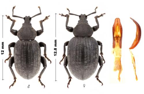 Réf. 317 922 : Otiorhynchus wankae wankae